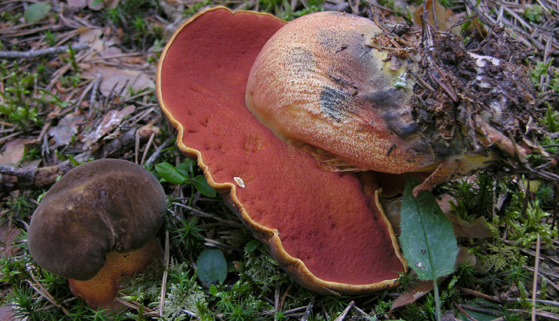 Un paracarro nel bosco......